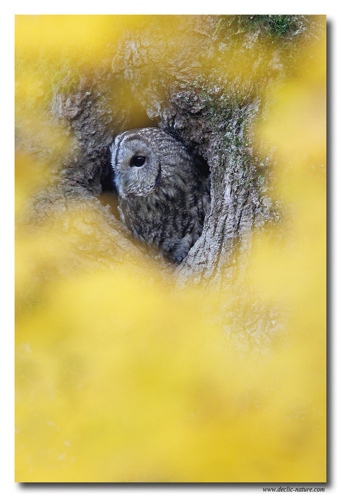 Photo 14 (Chouette hulotte - Strix aluco - Tawny Owl)