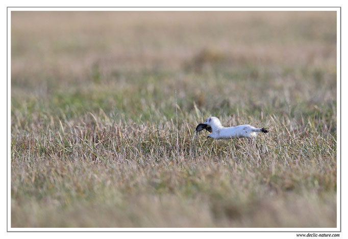 Hermine - Mustela erminea - Stoat