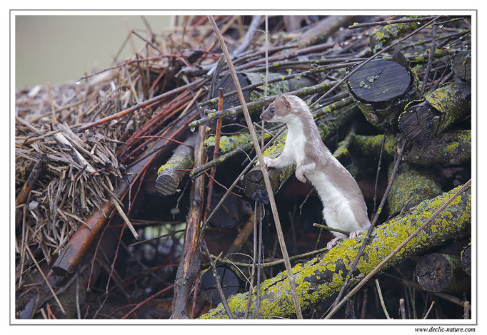 Hermine - Mustela erminea - Stoat