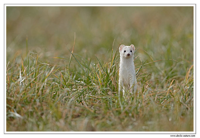 Hermine - Mustela erminea - Stoat