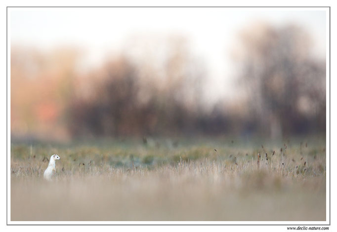 Hermine - Mustela erminea - Stoat