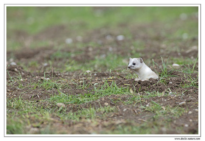 Hermine - Mustela erminea - Stoat