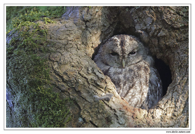 Photo 26 (Chouette hulotte - Strix aluco - Tawny Owl)