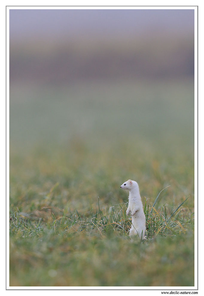 Hermine - Mustela erminea - Stoat