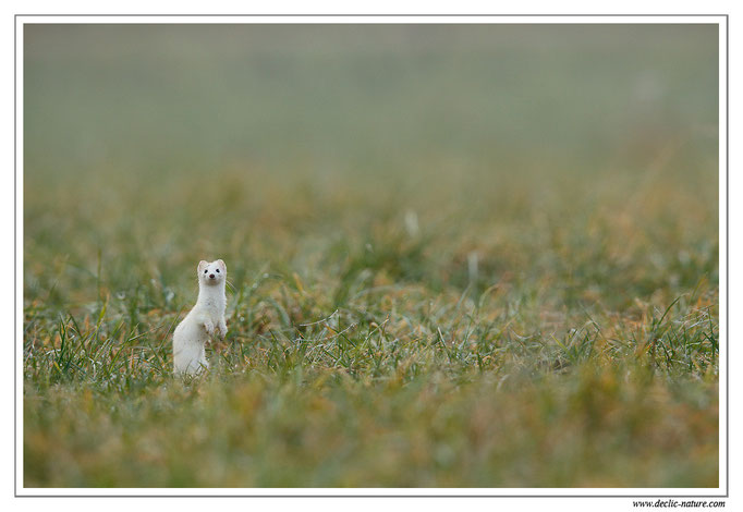 Hermine - Mustela erminea - Stoat