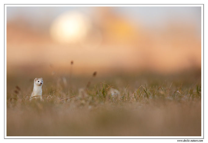 Hermine - Mustela erminea - Stoat