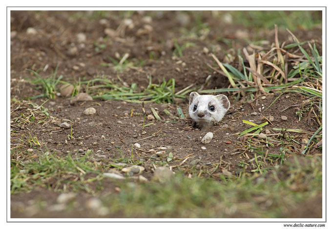 Hermine - Mustela erminea - Stoat