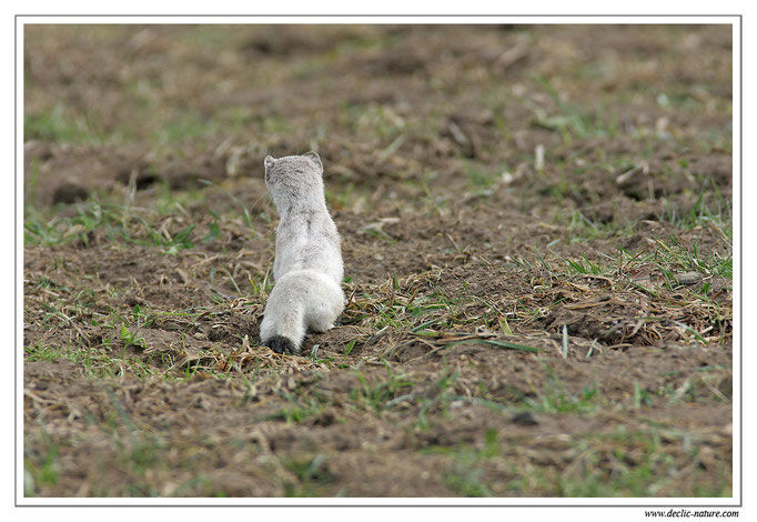 Hermine - Mustela erminea - Stoat