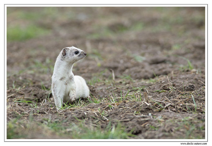 Hermine - Mustela erminea - Stoat