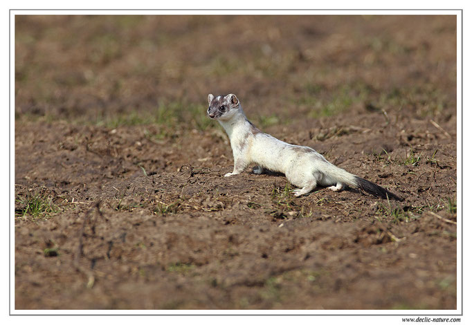 Hermine - Mustela erminea - Stoat