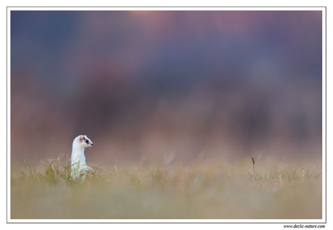 Hermine - Mustela erminea - Stoat