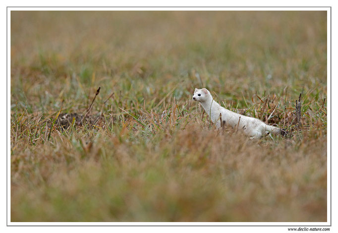 Hermine - Mustela erminea - Stoat