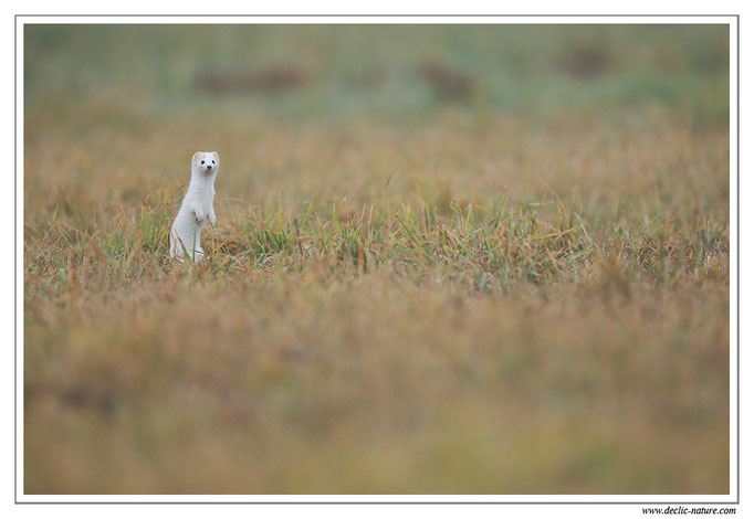 Hermine - Mustela erminea - Stoat