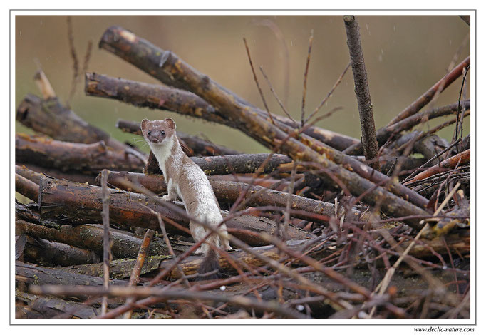 Hermine - Mustela erminea - Stoat