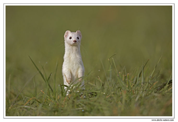 Hermine - Mustela erminea - Stoat