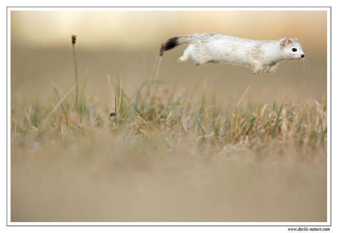 Hermine - Mustela erminea - Stoat