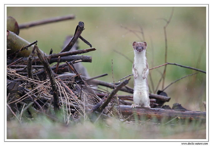 Hermine - Mustela erminea - Stoat