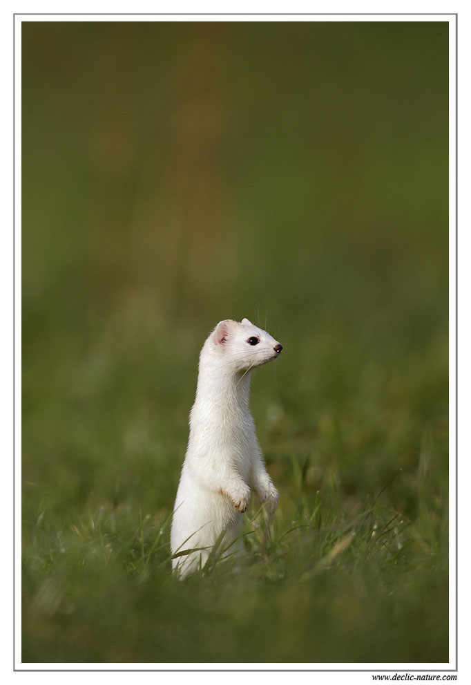 Hermine - Mustela erminea - Stoat