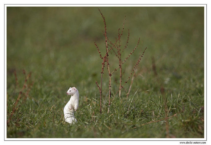 Hermine - Mustela erminea - Stoat