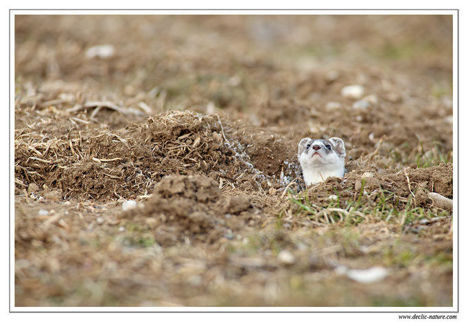 Hermine - Mustela erminea - Stoat