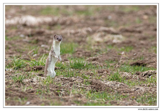 Hermine - Mustela erminea - Stoat