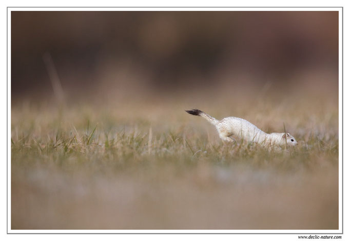 Hermine - Mustela erminea - Stoat