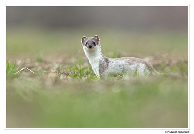 Hermine - Mustela erminea - Stoat