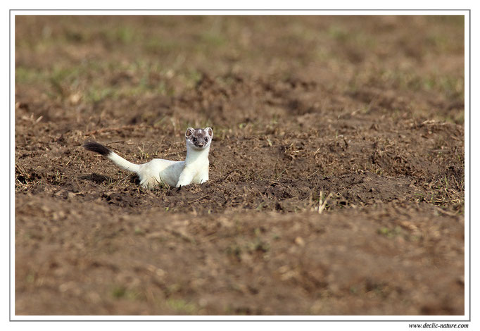 Hermine - Mustela erminea - Stoat