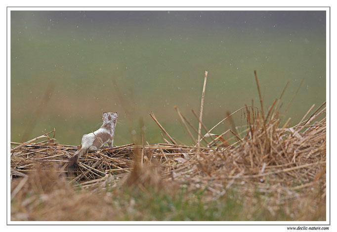 Hermine - Mustela erminea - Stoat