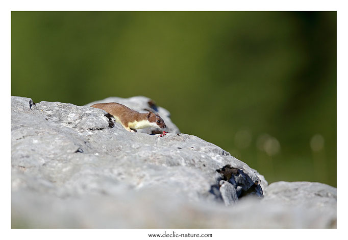 Hermine - Mustela erminea - Stoat