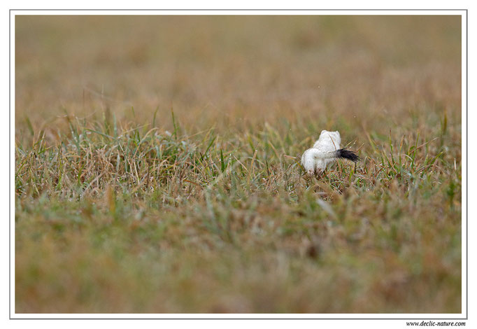 Hermine - Mustela erminea - Stoat