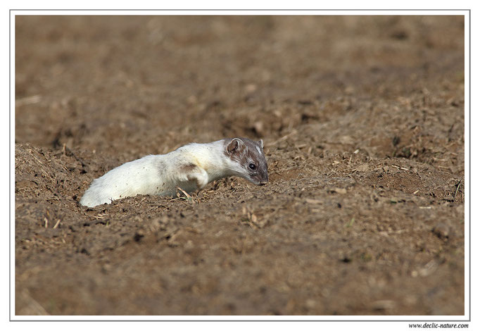 Hermine - Mustela erminea - Stoat