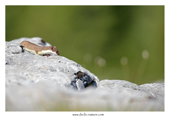 Hermine - Mustela erminea - Stoat