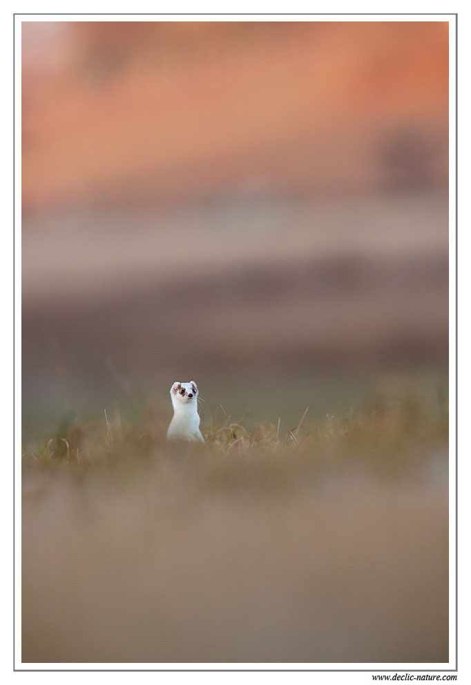 Hermine - Mustela erminea - Stoat