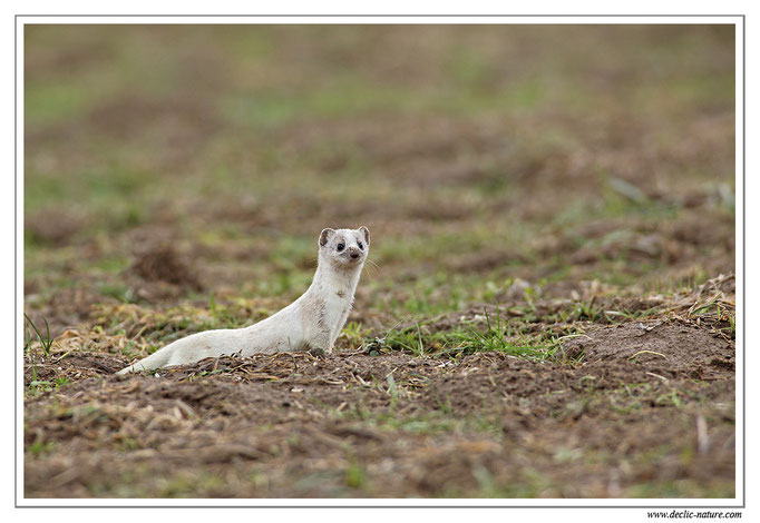 Hermine - Mustela erminea - Stoat