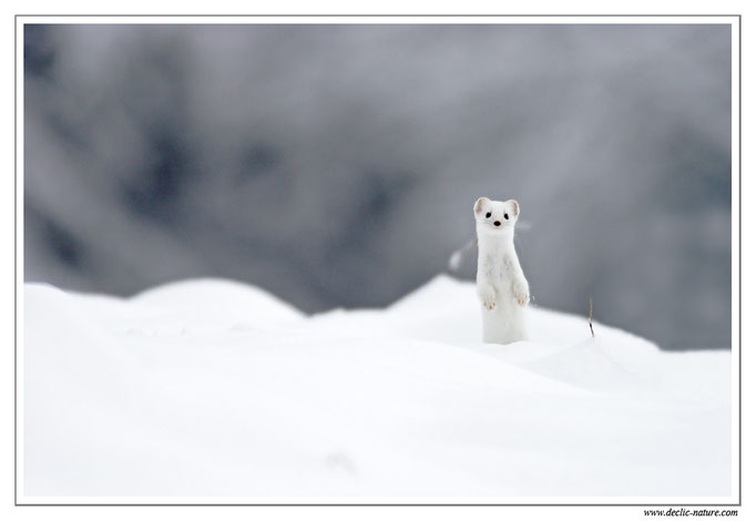 Hermine - Mustela erminea - Stoat