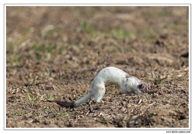 Hermine - Mustela erminea - Stoat