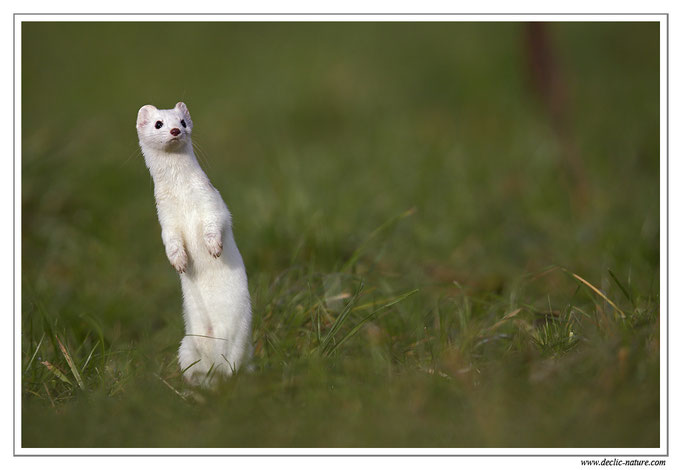 Hermine - Mustela erminea - Stoat