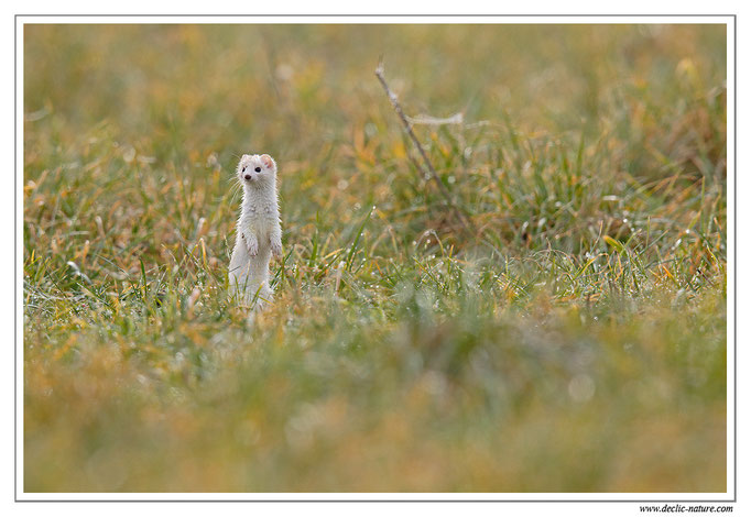 Hermine - Mustela erminea - Stoat