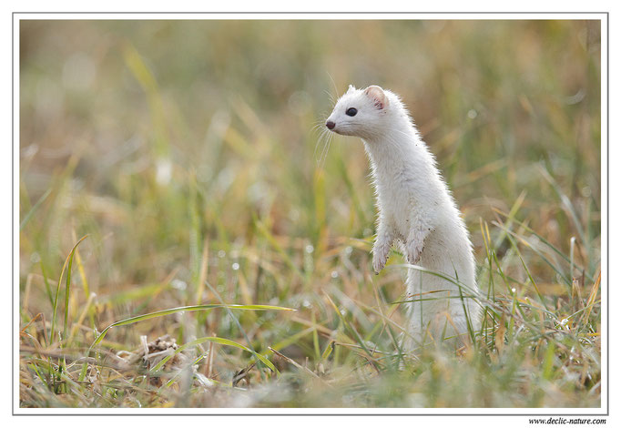 Hermine - Mustela erminea - Stoat