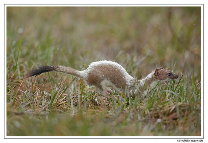 Hermine - Mustela erminea - Stoat