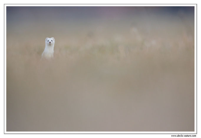 Hermine - Mustela erminea - Stoat