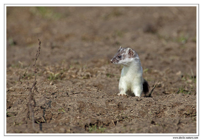 Hermine - Mustela erminea - Stoat