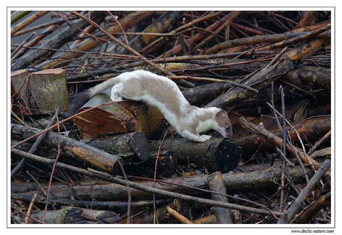 Hermine - Mustela erminea - Stoat