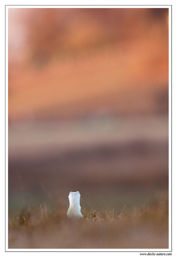 Hermine - Mustela erminea - Stoat