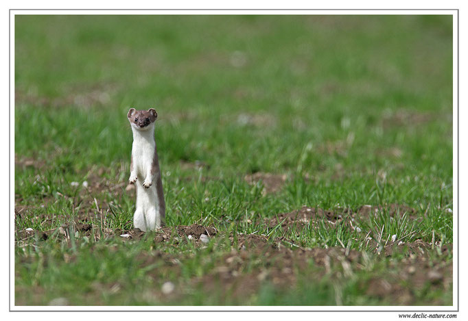 Hermine - Mustela erminea - Stoat