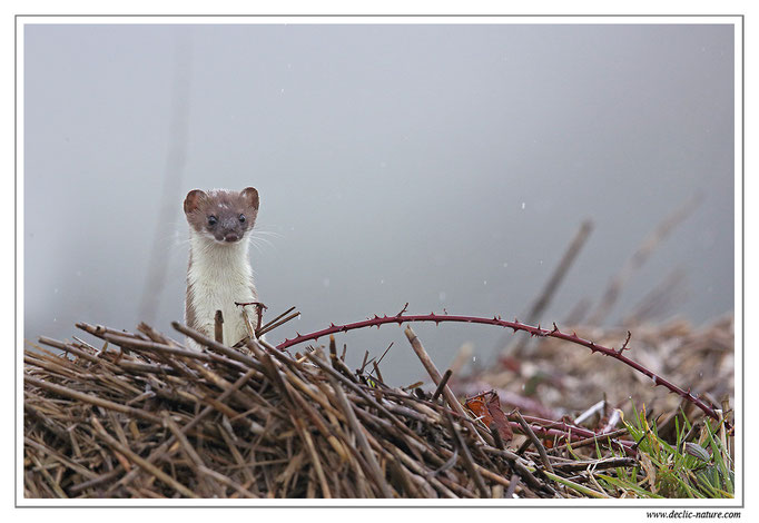 Hermine - Mustela erminea - Stoat