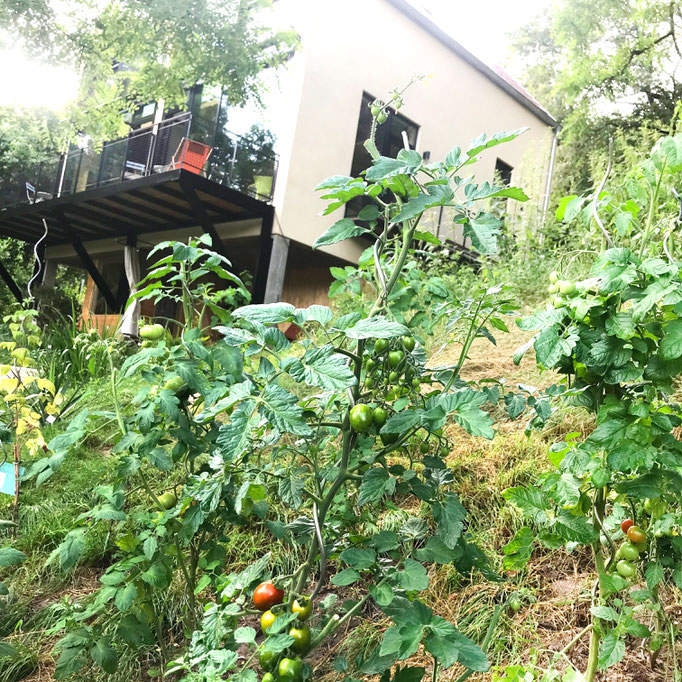 Tomaten, Himbeeren, Stachelbeeren (zum Nachen je nach Saison).