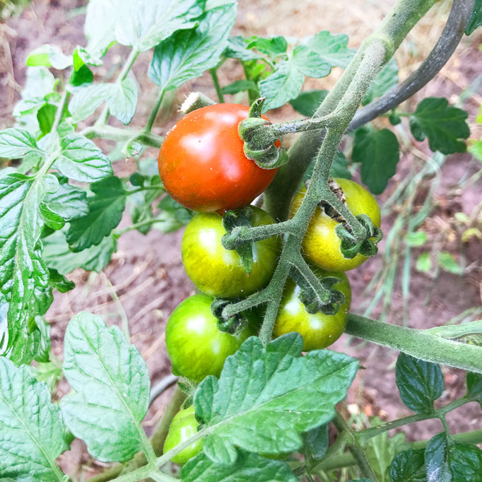 Tomaten, Himbeeren, Stachelbeeren (zum Nachen je nach Saison).