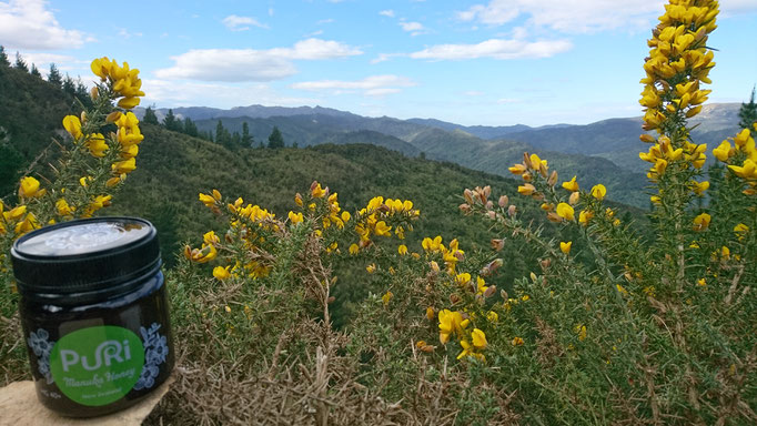 Powder Hill (Dunedin)